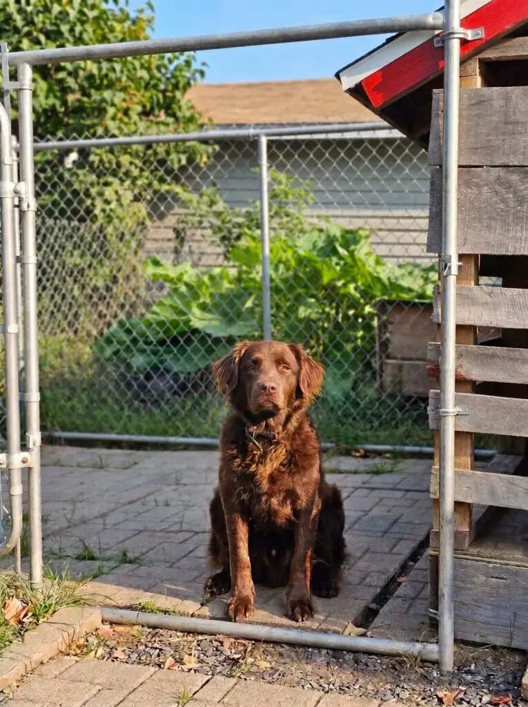 Jack, le chien brun chocolat qui vit sur place au bureau de Victoriaville, assis à l'entrée de son enclos